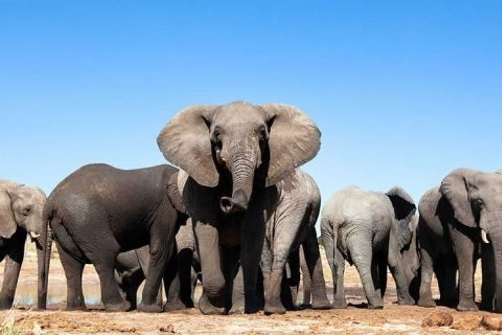 Elephant Herd at Addo